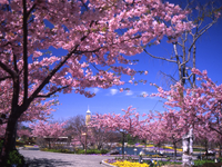 花のみどころ：3月河津桜