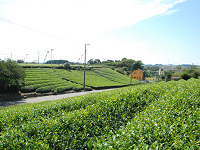施設のまわりに広がる茶畑